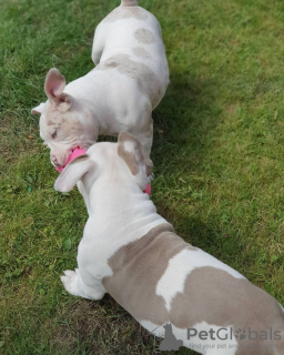 Foto №2 zu Ankündigung № 74554 zu verkaufen englische bulldogge - einkaufen Griechenland quotient 	ankündigung, aus dem tierheim