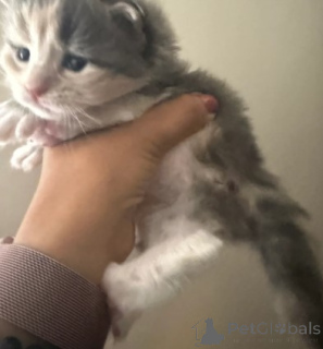 Foto №4. Ich werde verkaufen maine-coon-katze in der Stadt Helsinki. züchter - preis - 900€