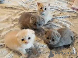 Foto №3. Reinrassige Scottish Fold Kätzchen. Frankreich