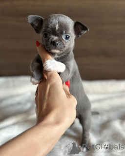 Foto №2 zu Ankündigung № 171701 zu verkaufen chihuahua - einkaufen Belgien quotient 	ankündigung
