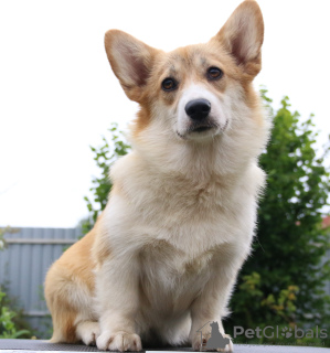 Zusätzliche Fotos: Welsh Corgi Pembroke Welpen Mädchen von Interchampion