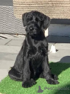 Foto №1. schnauzer - zum Verkauf in der Stadt Distrikt D'LBASAN | 484€ | Ankündigung № 172776