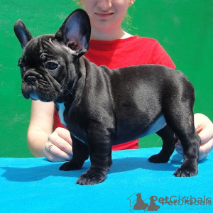 Foto №2 zu Ankündigung № 175603 zu verkaufen französische bulldogge - einkaufen Rumänien 