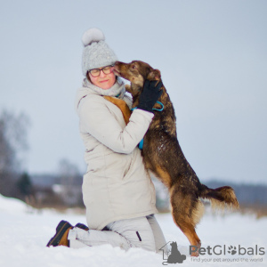 Foto №4. Ich werde verkaufen mischlingshund in der Stadt Москва. aus dem tierheim - preis - Frei