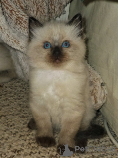 Foto №4. Ich werde verkaufen ragdoll-katze in der Stadt Штутгарт. quotient 	ankündigung, züchter - preis - 340€