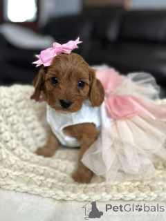 Foto №2 zu Ankündigung № 154341 zu verkaufen cavalier king charles spaniel - einkaufen USA züchter