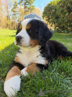 Foto №2 zu Ankündigung № 168564 zu verkaufen berner sennenhund - einkaufen Deutschland züchter