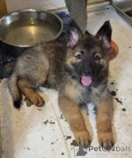 Foto №3. Prächtige Duitse Herder-Welpen zum Verkauf. Belgien