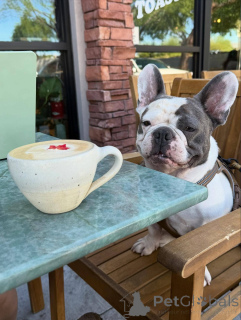 Foto №1. französische bulldogge - zum Verkauf in der Stadt Londoner Bezirk von Camden | 500€ | Ankündigung № 155341