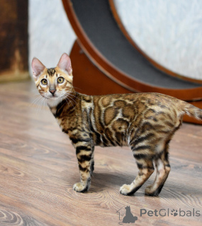 Foto №3. Bengalische Kätzchen mit Stammbaum. Weißrussland