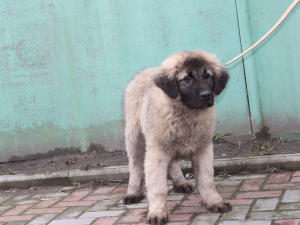 Foto №3. Junge, kaukasischer Schäferhund, Geburtsdatum 29.10, KSU / FCI-Metrik. Ukraine