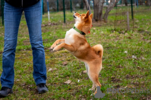 Foto №3. Shiba Inu-Welpen. Russische Föderation