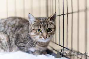 Foto №3. Die ruhige und liebevolle Anfisa sucht ein Zuhause.. Russische Föderation