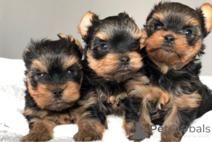 Foto №1. yorkshire terrier - zum Verkauf in der Stadt Малага | 450€ | Ankündigung № 141020