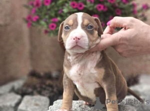Foto №1. american bully - zum Verkauf in der Stadt Bække | verhandelt | Ankündigung № 170293
