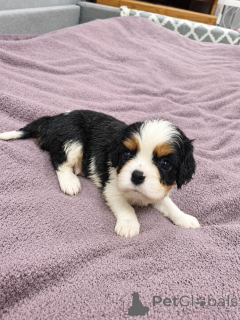 Zusätzliche Fotos: Ideale Cavalier King Charles Spaniel Welpen.
