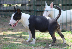 Zusätzliche Fotos: Miniatur-Bullterrier-Welpen