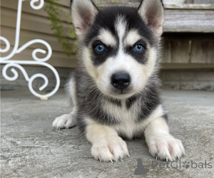 Foto №1. siberian husky - zum Verkauf in der Stadt Brasschaat | verhandelt | Ankündigung № 170437
