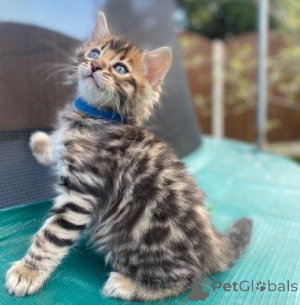 Foto №4. Ich werde verkaufen bengal katzenrasse in der Stadt Aachen. quotient 	ankündigung - preis - verhandelt