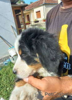 Foto №1. berner sennenhund - zum Verkauf in der Stadt Batočina | verhandelt | Ankündigung № 74400