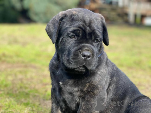 Foto №3. Liebevolle Cane Corso-Welpen, die zum Schutz und zur Bindung bereit sind. Deutschland