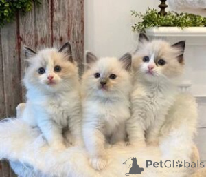 Foto №1. ragdoll-katze - zum Verkauf in der Stadt Pinneberg | 550€ | Ankündigung № 163698