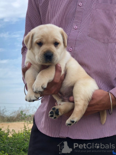 Foto №3. Liebevolle und charakterfeste Labradorwelpen mit Papieren.. Deutschland