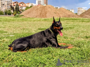 Foto №2 zu Ankündigung № 72135 zu verkaufen dobermann - einkaufen Georgien quotient 	ankündigung