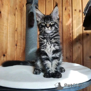 Foto №2 zu Ankündigung № 118298 zu verkaufen maine-coon-katze - einkaufen USA quotient 	ankündigung