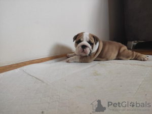 Foto №4. Ich werde verkaufen englische bulldogge in der Stadt Zrenjanin. züchter - preis - verhandelt