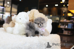 Foto №3. Dean Janet Kay Welpen Haus. USA