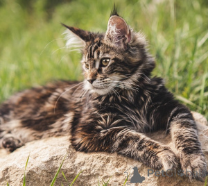 Foto №1. maine-coon-katze - zum Verkauf in der Stadt Berlin | 450€ | Ankündigung № 162084