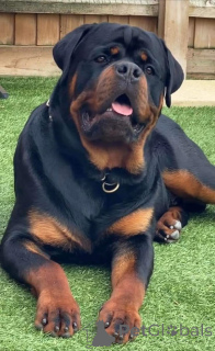 Foto №2 zu Ankündigung № 168811 zu verkaufen deutscher schäferhund - einkaufen USA quotient 	ankündigung