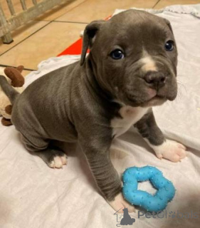 Foto №1. american pit bull terrier - zum Verkauf in der Stadt Berlin | verhandelt | Ankündigung № 166226