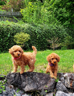 Foto №1. pudel (toy) - zum Verkauf in der Stadt Espoo | 0€ | Ankündigung № 161960