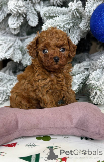 Foto №1. pudel (toy) - zum Verkauf in der Stadt Helsinki | 500€ | Ankündigung № 164030