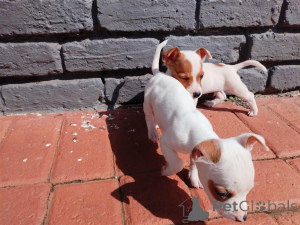 Foto №1. jack russell terrier - zum Verkauf in der Stadt Andorra La Vella | verhandelt | Ankündigung № 169498