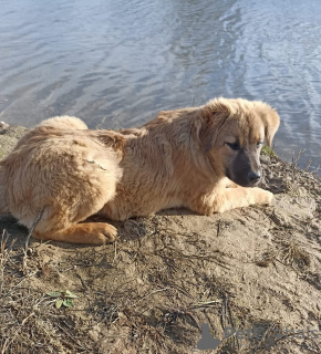 Foto №2 zu Ankündigung № 28582 zu verkaufen mischlingshund - einkaufen Russische Föderation quotient 	ankündigung