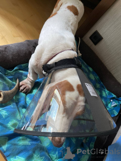 Foto №1. basset hound - zum Verkauf in der Stadt Darmstadt | 678€ | Ankündigung № 157666