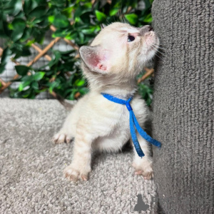 Foto №1. bengal katzenrasse - zum Verkauf in der Stadt Hübsch | 750€ | Ankündigung № 152770