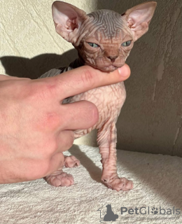 Foto №2 zu Ankündigung № 131990 zu verkaufen  - einkaufen Spanien quotient 	ankündigung