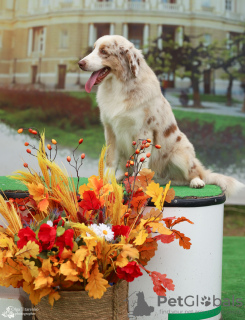 Foto №2 zu Ankündigung № 121527 zu verkaufen australian shepherd - einkaufen Polen vom kindergarten