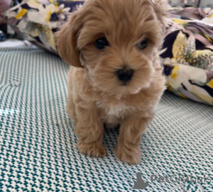 Foto №4. Ich werde verkaufen malteser in der Stadt Algeremiten. quotient 	ankündigung - preis - 750€