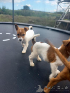Foto №2 zu Ankündigung № 171981 zu verkaufen jack russell terrier - einkaufen Belgien quotient 	ankündigung