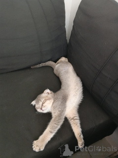 Foto №2 zu Ankündigung № 175520 zu verkaufen schottische faltohrkatze - einkaufen Georgien quotient 	ankündigung, vom kindergarten, züchter