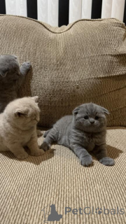 Foto №3. 3 Scottish Fold verfügbar. USA