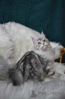 Foto №1. maine-coon-katze - zum Verkauf in der Stadt Москва | verhandelt | Ankündigung № 139613
