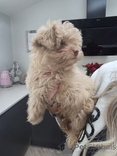 Foto №3. Apfelkopf-Chihuahua. Kanada