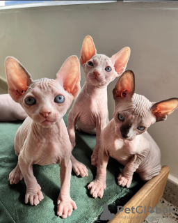 Foto №1. sphynx-katze - zum Verkauf in der Stadt Paris | verhandelt | Ankündigung № 120546