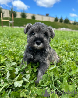 Foto №1. schnauzer - zum Verkauf in der Stadt Berlin | verhandelt | Ankündigung № 168568